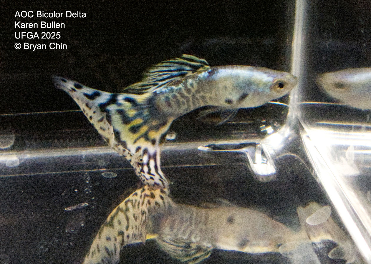 Guppy Bicolor Metal
